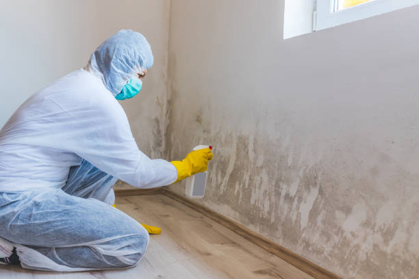 Licensed Black Mold Removal service in Wilson, PA - WQB Mold Removal