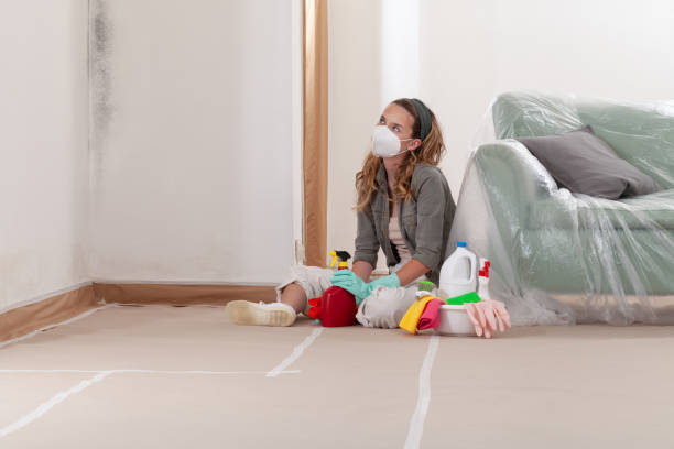Reliable Black Mold Removal contractor in Wilson, PA by WQB Mold Removal