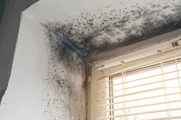 Affordable Black Mold Removal solutions in Wilson, PA